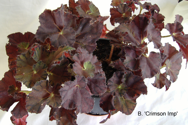 B. ‘Crimson Imp’
